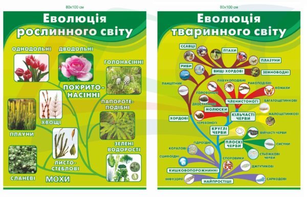 Стенди “Еволюція рослинного та тваринного світу”