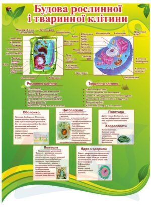 Будова рослинної та тваринної клітини – стенд