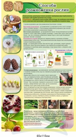 Стенд з біології “Способи розмноження рослин”