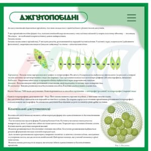Стенд з біології “Джуготоподібні організми”