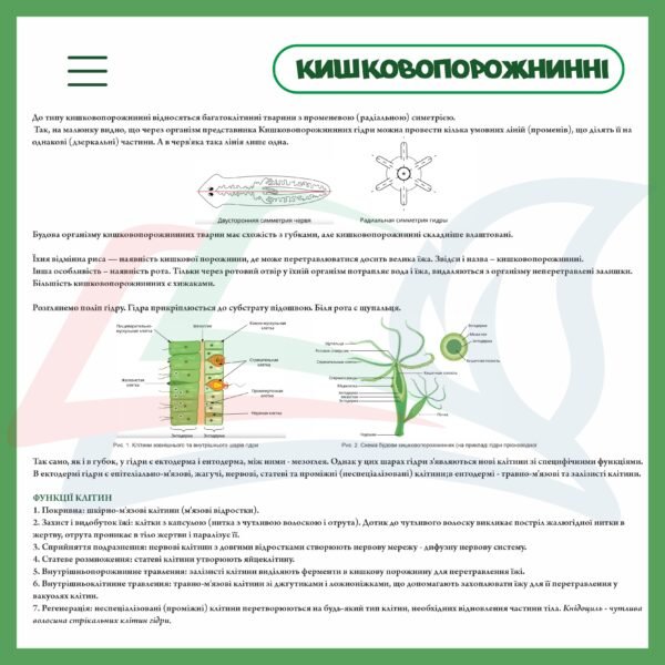 Стенд з біології “Кишковопорожнинні організми”