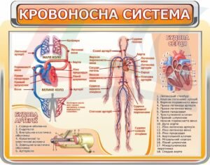 Стенд “Кровоносна система людини”