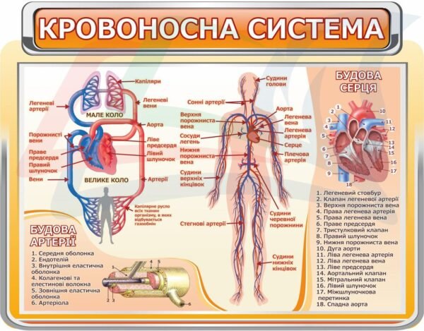 Стенд “Кровоносна система людини”