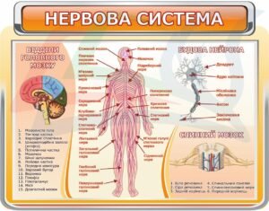 Стенд “Нервова система людини”