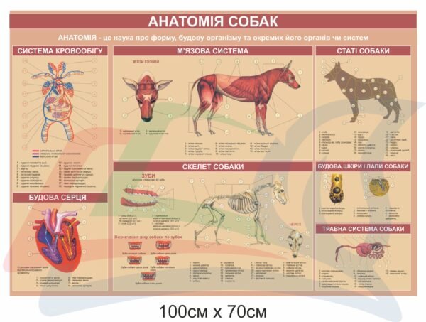 Стенд “Анатомія собак”